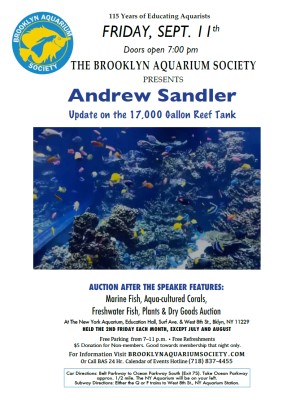 flyer